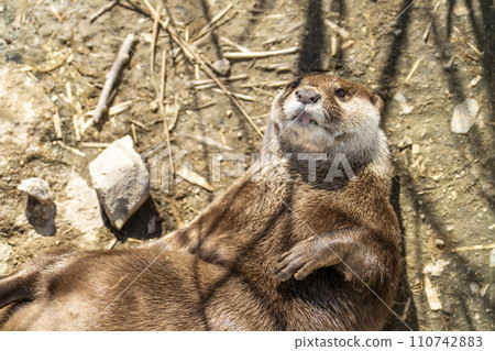 Kobe Animal Kingdom’s small-clawed otter Kobe City, Hyogo Prefecture Kobe Animal Kingdom’s small-clawed otter Kobe City, Hyogo Prefecture 110742883