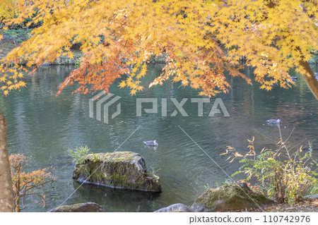 成田山公園的秋葉和鴨子 110742976