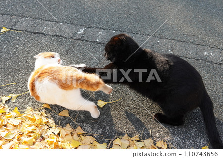 Cats playing on fallen ginkgo leaves 110743656