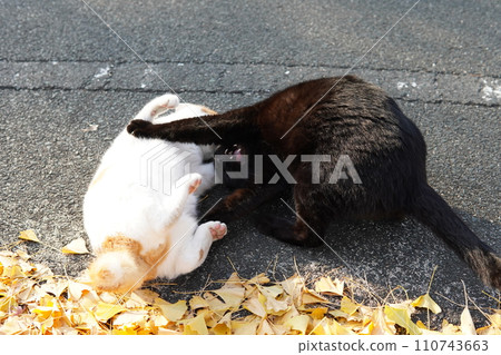 Cats playing on fallen ginkgo leaves 110743663
