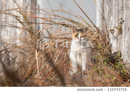 A cat in the grass 110743726