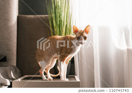 Red haired white cat cornish Rex on the bedside table in the bedroom 110743743