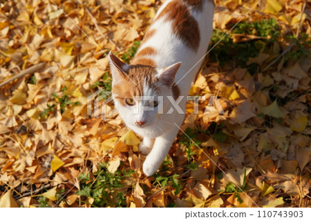 貓咪坐在掉落的銀杏葉上 110743903