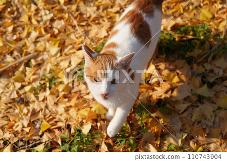貓咪坐在掉落的銀杏葉上 110743904