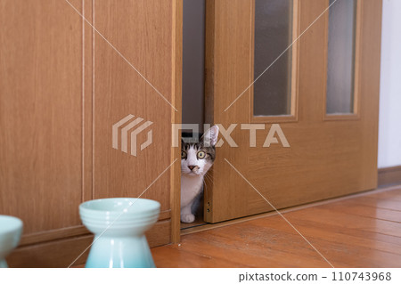 Cat peeking through the gap in the door - Kijitora cat Cat peeking through the gap in the door - Kijitora cat 110743968
