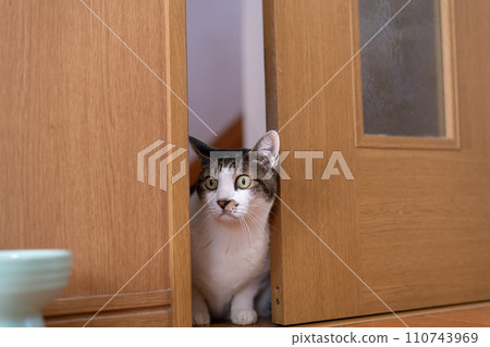 Cat peeking through the gap in the door - Kijitora cat 110743969