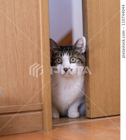 從門縫偷看的貓——木吉虎貓 110744044
