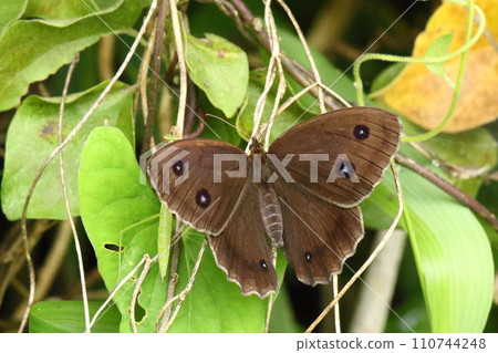 Janome蝴蝶（張開翅膀）（正面） 110744248