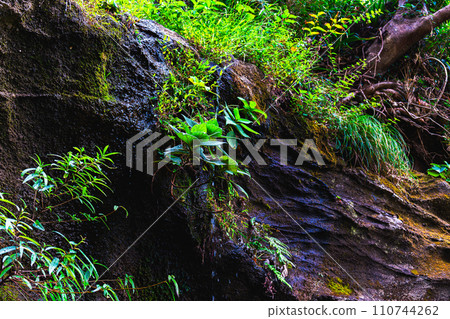 Mossy water rock Mossy water rock 110744262