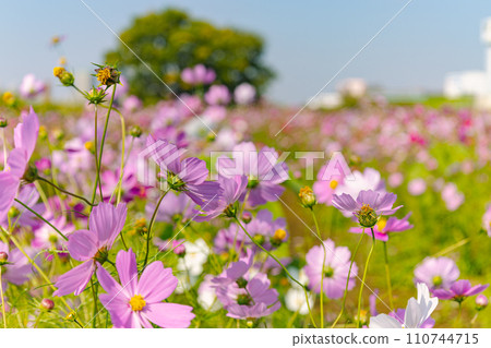 Cosmos field with blue sky in the background 110744715