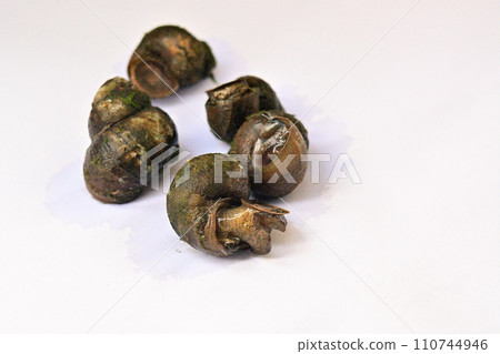 Snails caught in rice field water Snails caught in rice field water 110744946