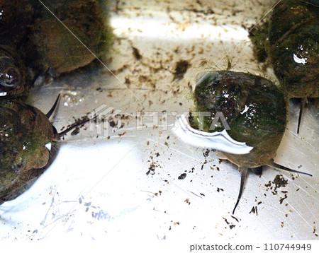 稻田水裡抓到的蝸牛 110744949