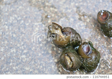 Snails caught in rice field water 110744951
