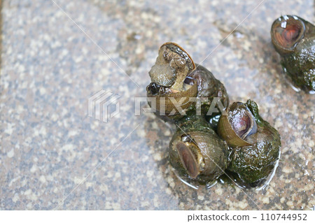 Snails caught in rice field water 110744952