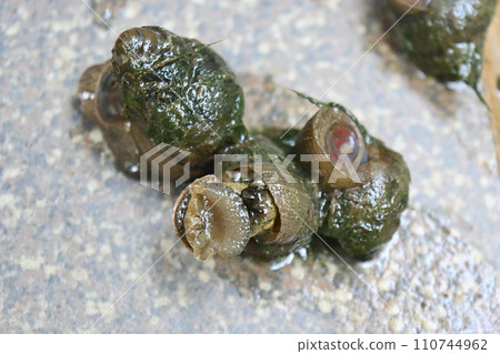 Snails caught in rice field water Snails caught in rice field water 110744962