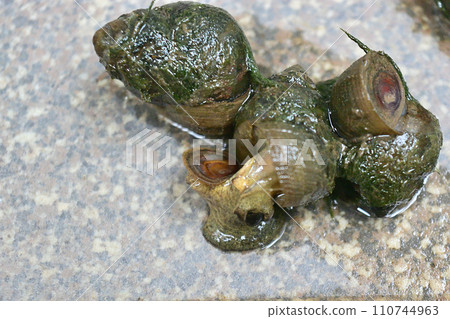 Snails caught in rice field water 110744963