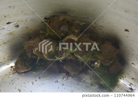 Snails caught in rice field water 110744964