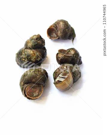Snails caught in rice field water Snails caught in rice field water 110744965