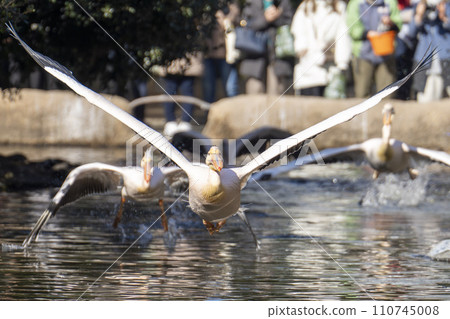 White Pelican taking flight Kobe Animal Kingdom Kobe City, Hyogo Prefecture 110745008