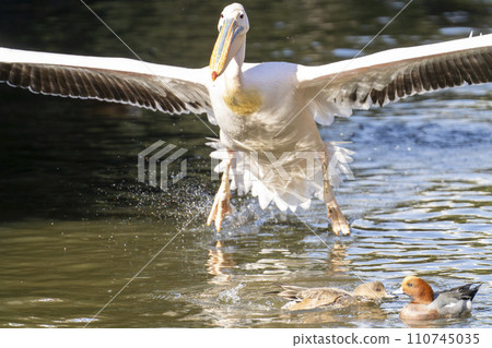 白鵜鶘登陸水面 神戶動物王國 兵庫縣神戶市 110745035