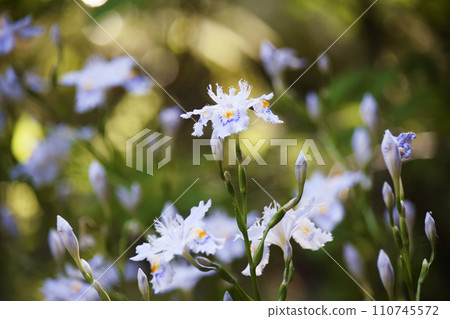 Shaga (Author) 110745572