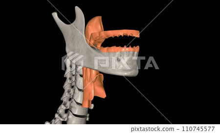The oropharynx is the middle chamber of the pharynx that passes food from the mouth into the laryngopharynx The oropharynx is the middle chamber of the pharynx that passes food from the mouth into the laryngopharynx 110745577
