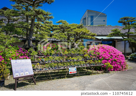Takamatsu's pine bonsai boasts the best in Japan - Spring Tamamo Park (Takamatsu City, Kagawa Prefecture) 110745612