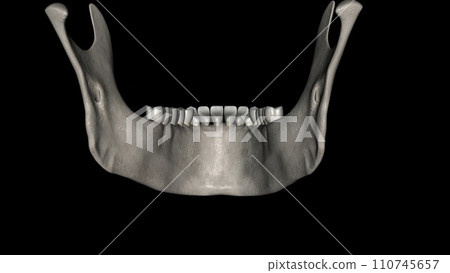 The mandible is the largest and strongest bone of the human skull 110745657