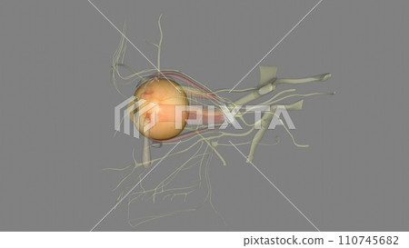 Eyeball, spheroidal structure containing sense receptors for vision, found in all vertebrates Eyeball, spheroidal structure containing sense receptors for vision, found in all vertebrates 110745682