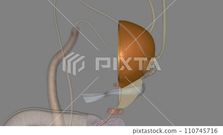 The detrusor muscle remains relaxed to allow the bladder to store urine, and contracts during urination to release urine The detrusor muscle remains relaxed to allow the bladder to store urine, and contracts during urination to release urine 110745716