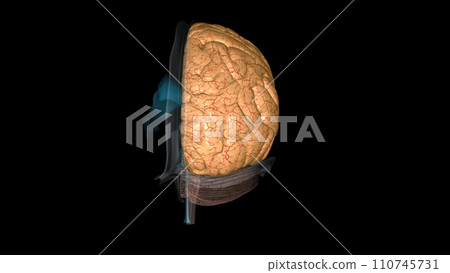 The cerebrum is divided into left and right hemispheres The cerebrum is divided into left and right hemispheres 110745731