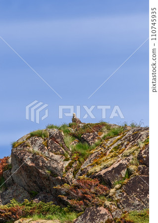 White-tailed eagle perched on a cliff, under a blue sky in Lofoten 110745935