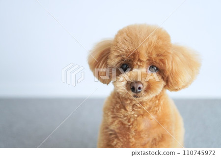 玩具貴賓犬在家擺姿勢 玩具貴賓犬在家擺姿勢 110745972