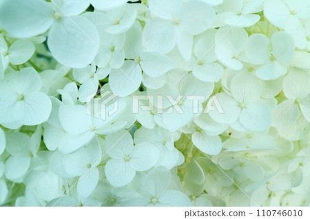 White hydrangea White hydrangea 110746010
