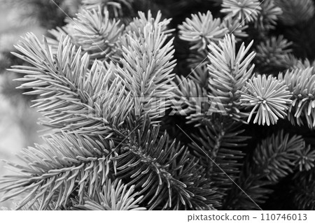 fir tree branch 110746013