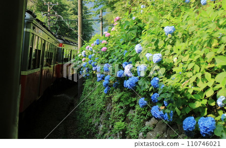 Hakone Tozan Railway's Moha 1 class 104 runs through hydrangeas 110746021