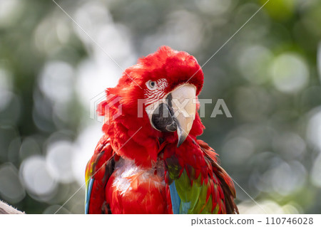 Green Macaw from Kobe Animal Kingdom Kobe City, Hyogo Prefecture Green Macaw from Kobe Animal Kingdom Kobe City, Hyogo Prefecture 110746028