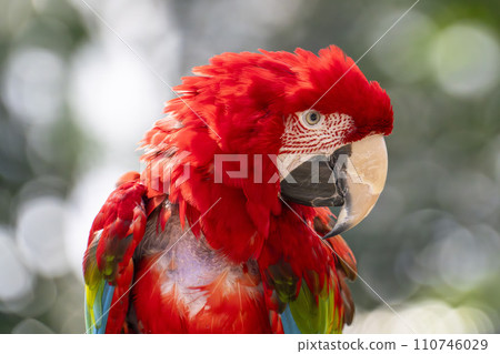 Green Macaw from Kobe Animal Kingdom Kobe City, Hyogo Prefecture 110746029