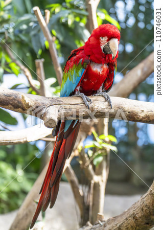 神戶動物王國的綠金剛鸚鵡 兵庫縣神戶市 110746031