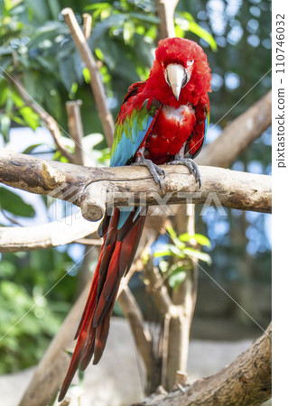 神戶動物王國的綠金剛鸚鵡 兵庫縣神戶市 神戶動物王國的綠金剛鸚鵡 兵庫縣神戶市 110746032