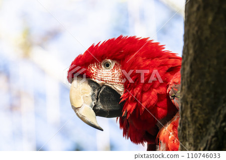 Green Macaw from Kobe Animal Kingdom Kobe City, Hyogo Prefecture 110746033