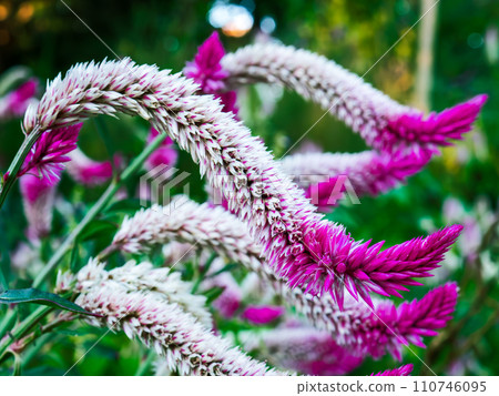 紅紫色的花朵,形狀像狐狸尾巴 紅紫色的花朵,形狀像狐狸尾巴 110746095