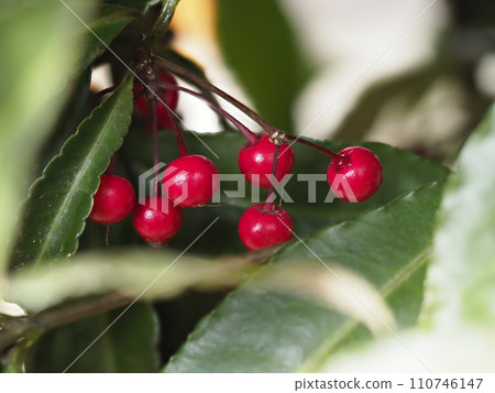 Many red fruits soaked in the rain Many red fruits soaked in the rain 110746147