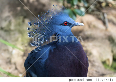 色彩鮮豔的鴿子 神戶動物王國 兵庫縣神戶市 110746215