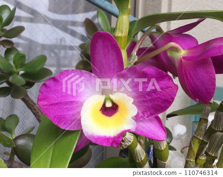 三色堇狀石斛蘭 110746314