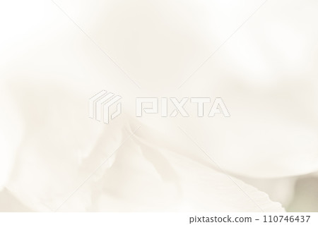 Petals/elegant background material Petals/elegant background material 110746437