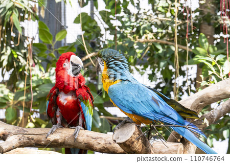 Green Macaw and Blue Macaw from Kobe Animal Kingdom Kobe City, Hyogo Prefecture 110746764