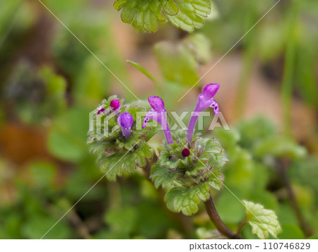 公園裡盛開的 Hotokenoza 花 110746829