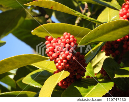 葉子能寫字的水果“Tarayo” 110747280