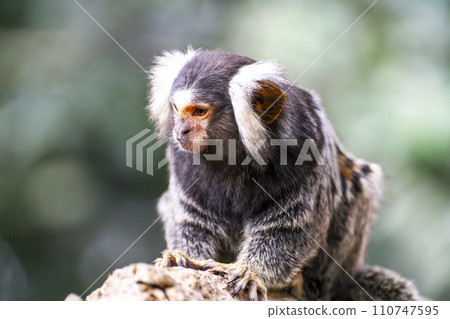 Common Marmoset of Kobe Animal Kingdom Kobe City, Hyogo Prefecture Common Marmoset of Kobe Animal Kingdom Kobe City, Hyogo Prefecture 110747595